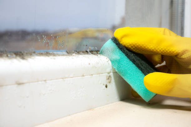 Mold Documentation for Insurance Claims in Manito, IL